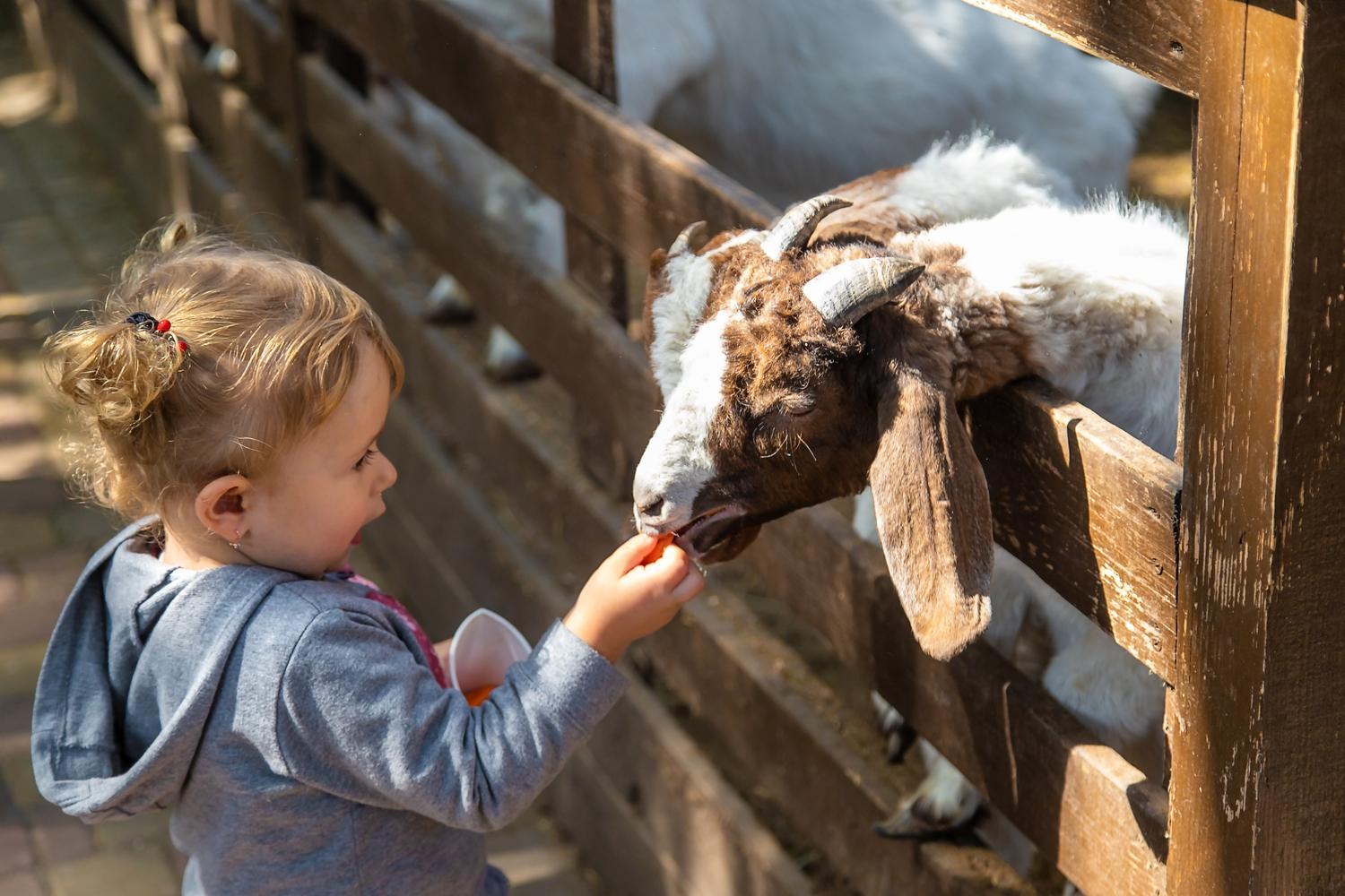 Enfant a la ferme