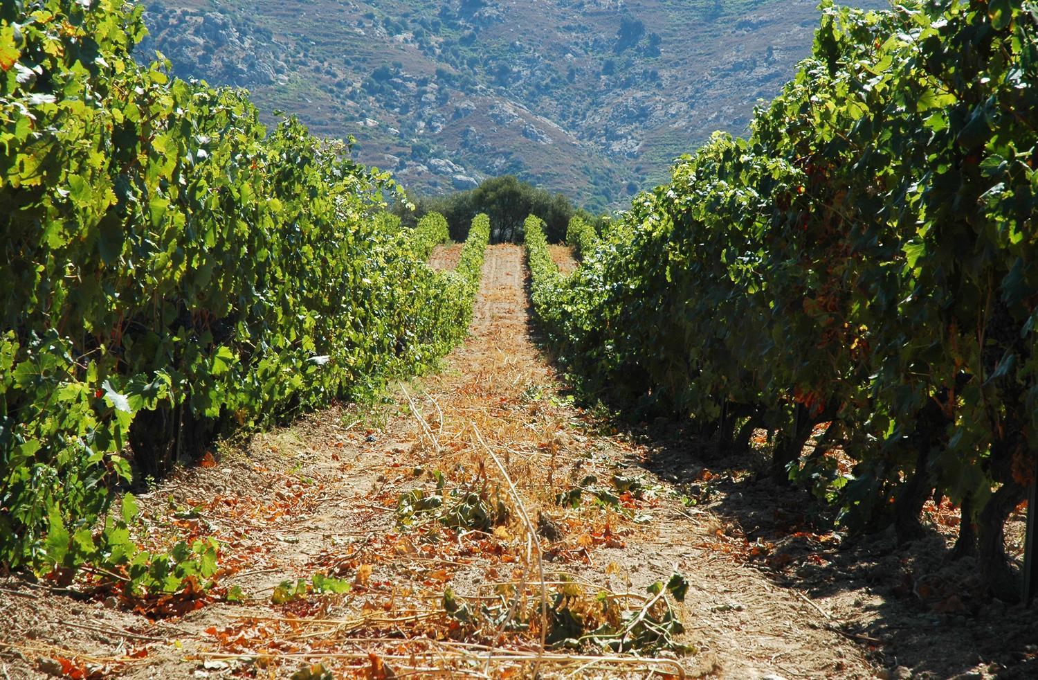Vignoble à lumio